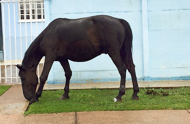 Cavalo  flagrado usando tornozeleira eletrnica em Ponta Grossa; 'dono' do equipamento perdeu benefcio
