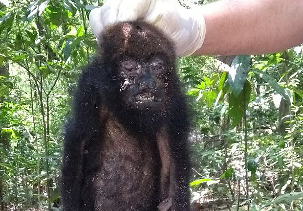 Primeiro macaco bugio encontrado morto no Horto Florestal, em outubro do ano passado