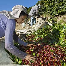 Trabalhadoras rurais retiram sujeiras de produo de caf no sul de Minas Gerais