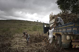 Trabalhadores carregam caminhes com troncos de ps de caf que sero usados como lenha