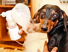 A dachshund Josie tem problemas respiratrios e faz inalao; pets sofrem com poluio 