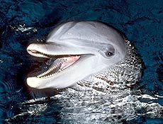 Nariz-de-garrafa  o mais comum dos golfinhos; espcie ocorre tambm no Brasil