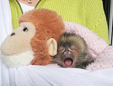 Com seu bichinho de pelcia, macaco Miguelito  o mais novo morador do zo do Rio