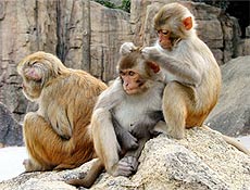 Macacos rhesus tamb&eacute;m adotam a fala de beb&ecirc; para chamar a aten&ccedil;&atilde;o de seus filhotes