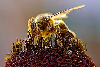 Desaparecimento de abelhas está sendo creditado, por alguns cientistas, ao crescimento do uso dos celulares