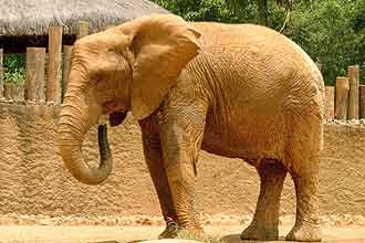 Elefantes têm capacidade de somar, indica trabalho recente da pesquisadora japonesa Naoko Irie, da Universidade de Tóquio
