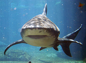 Pesquisa australiana analisou 17 espécies de tubarões e descobriram que eles enxergam em preto e branco