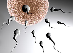 Canal de ons, uma espcie de poro das clulas, nos espermatozoides "sentiria" a presena de progesterona