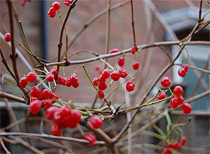 Cranberry / Cranberries