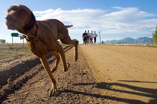 O cão Frisco corre a frente do grupo de corrida do dono, no Colorado (EUA)