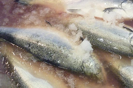 Especialistas aconselham consumir peixes que absorvam menos mercúrio, como cavala, truta e arenque