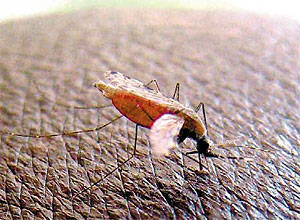 Mosquito anofelino é o principal vetor da malária; imunização com micróbio atenuado da doença mostrou-se segura em 1º teste