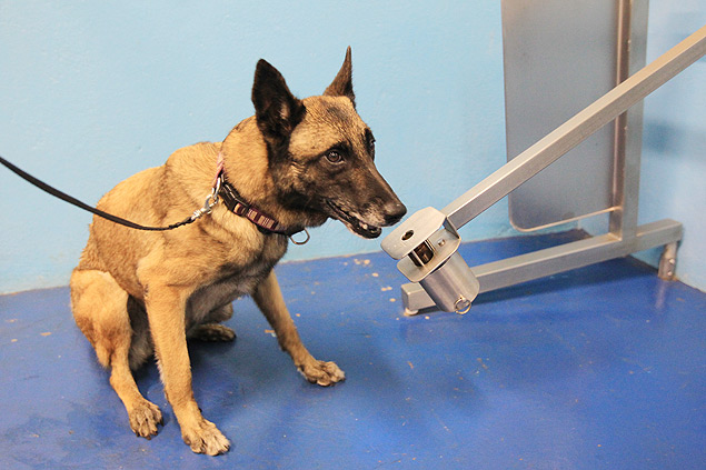 A cadela Life, 4, fareja urina para detectar cncer