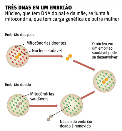 Trs DNAS em um embrio