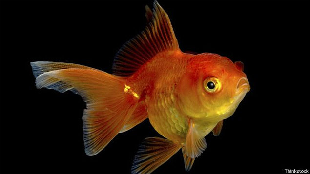 Cientistas estimam que peixinho dourado consegue manter a ateno por nove segundos; humanos, por oito segundos