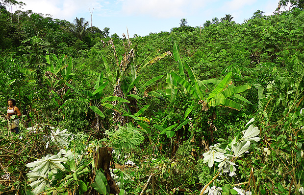 Produo de mandioca em primeiro plano na regio de Tefe, no Brasil --ao fundo, v-se uma floresta secundria mais antiga (entre 2 e 3 anos);  esq., h floresta madura nativa 