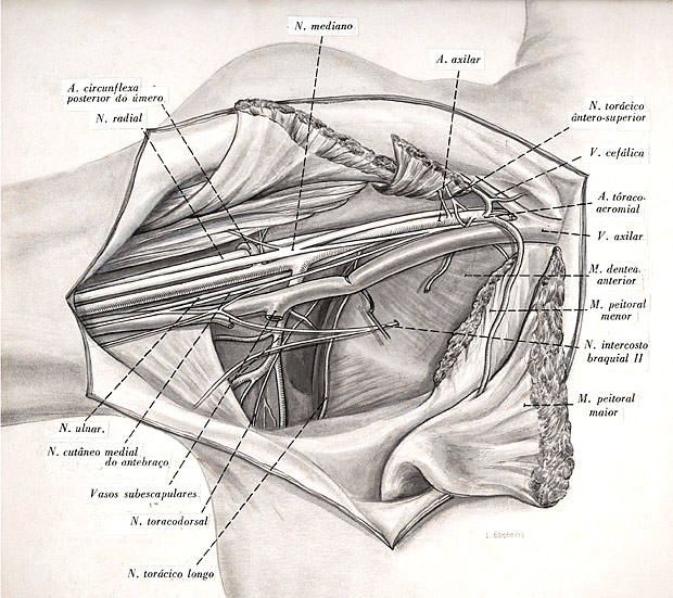 Desenho de Lilly Ebstein da anatomia da regio do peito