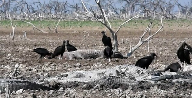 Centenas de jacars mortos jazem no leito seco do rio Pilcomayo, no Paraguai