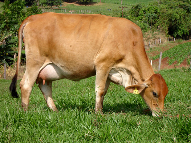 Vaca pastando 