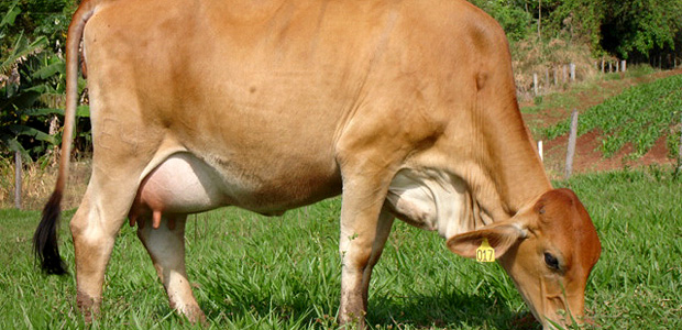 Vaca girsey (cruzamento das raas Gir e Jersey) leiteira em Mococa (SP) 