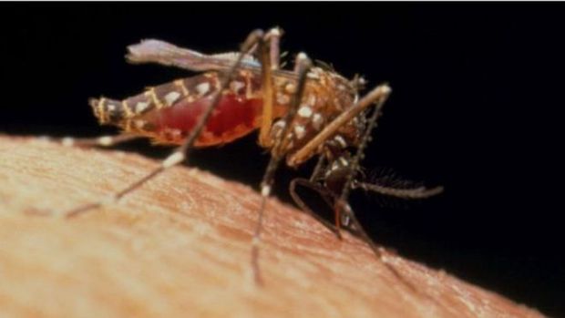 Cientistas descobriram relao entre El Nio e epidemia de zika na Amrica do Sul