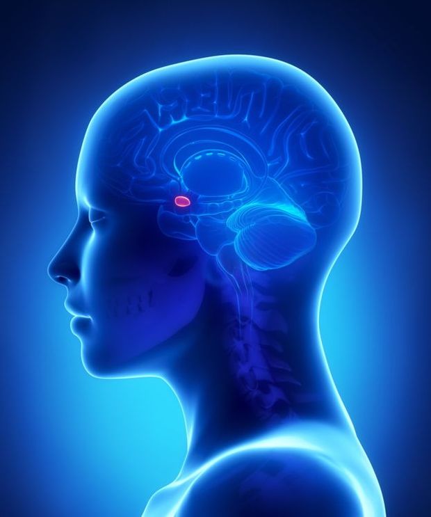 Cientistas analisaram o aumento da atividade nas amígdalas do cérebro