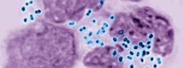 Bactria da gonorreia pode desenvolver resistncia a antibiticos