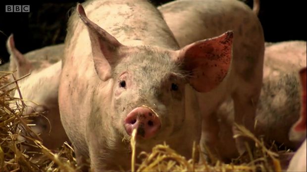 Menina contraiu superbactria dos porcos da fazenda em que vivia