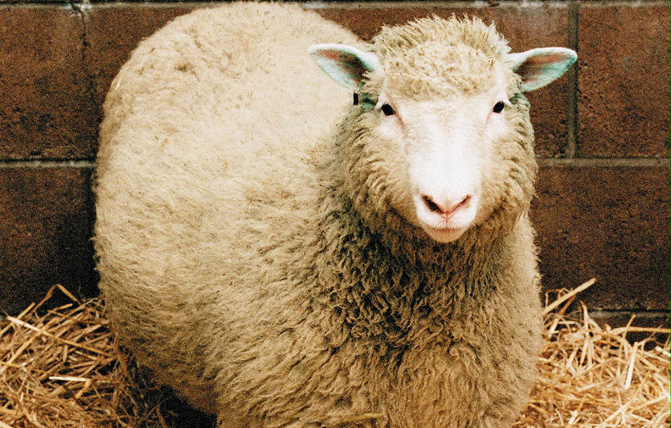 A ovelha clonada Dolly em foto de 1997