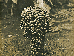 Região do Tatuapé foi pioneira no cultivo de uva no país, iniciado em 1532