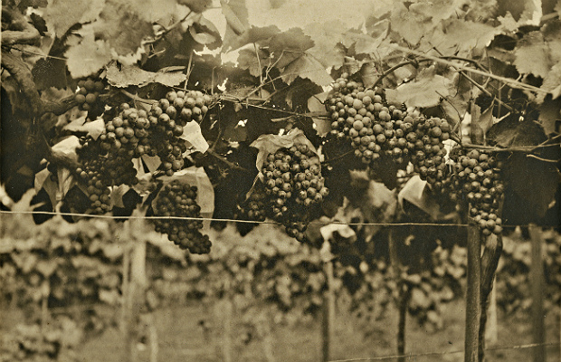 Antiga chcara da famlia Marengo, produtora de uvas 