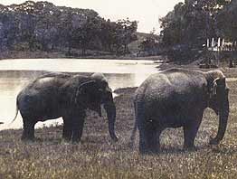 Parque da Aclimação abrigou o primeiro zoológico de São Paulo, em 1920