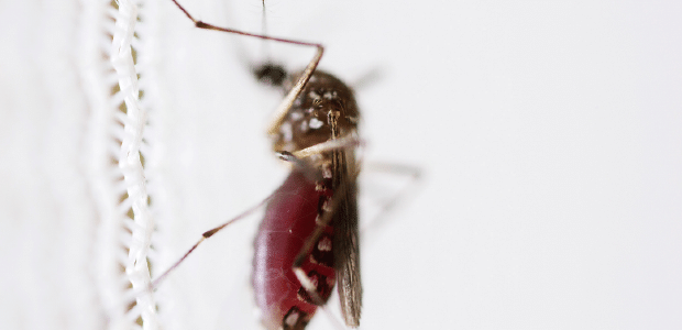 Chamada Tudo Sobre : O mosquito - O Aedes