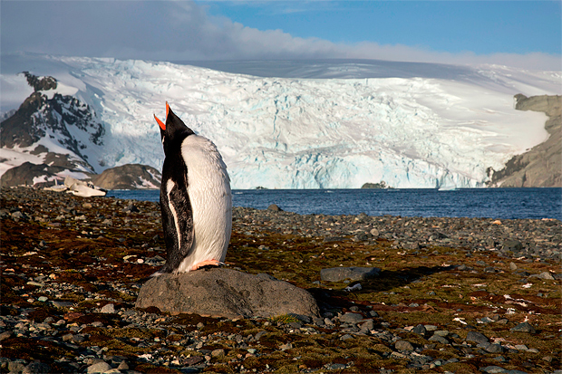 Pinguim em frente a Estao Antrtida Comandante Ferraz na Ilha Rei George