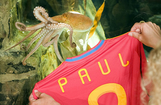 the Sea Life Aquarium in the western German city of Oberhausen July 22, 2010. The octopus on Thursday was nominated as the "favourite friend" of the Spanish town Carballino. The octopus became a media star after correctly picking all six German World Cup results including their first-round defeat against Serbia and their semi-final defeat against Spain. "Paul" also predicted Spain's World Cup victory over The Netherlands and Germany's victory in their third place match against Uruguay. REUTERS/Kirsten Neumann (GERMANY - Tags: ODDLY ANIMALS SPORT SOCCER)