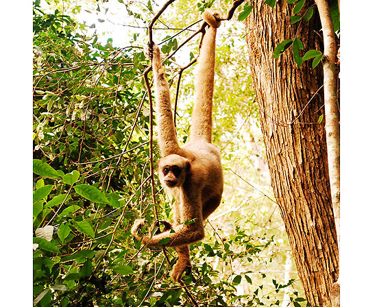 Fêmea do macaco muriqui, encontrado principalmente na região serrana do Rio