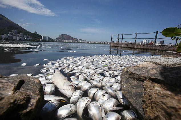 Milhares de peixes mortos flutuavam na Lagoa Rodrigo de Freitas, devido à contaminação da água, e o cheiro é forte