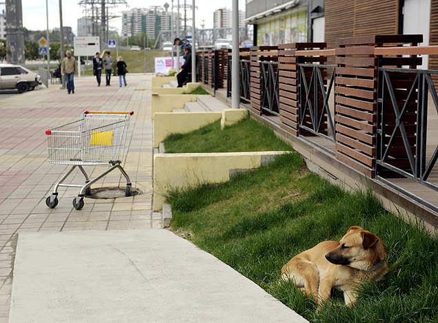 Co de rua em gramado de Sochi (na Rssia); autoridades consideram a possibilidade de criar um abrigo para animais