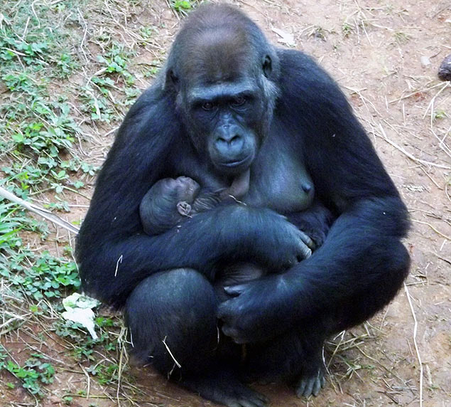 O primeiro filhote de gorila da Amrica do Sul nasceu no zoolgico de Belo Horizonte 