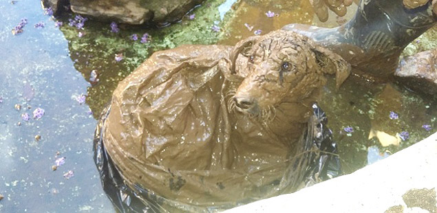 Cadela Regina, que foi achada dentro de um saco em um rio em Santa Rita do Sapuca
