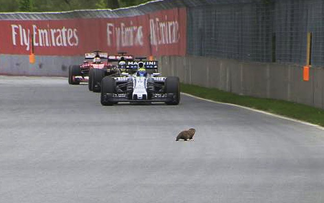 Marmota invade a pista no GP do Canad 