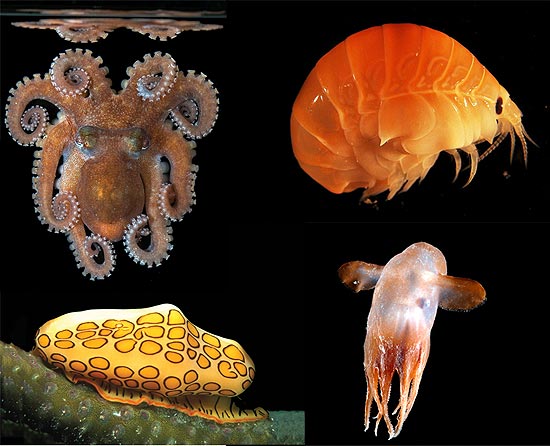 Animais encontrados no Censo da vida marinha