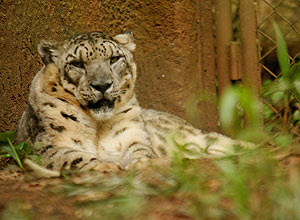 Leopardo descansa sossegado