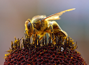 O ingrediente ativo 57-kDa resulta na transformação de uma larva de abelha em rainha, mostra pesquisa japonesa