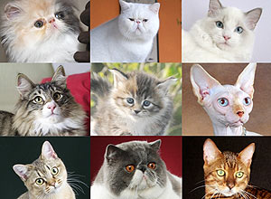 Alguns candidatos para gato mais belo