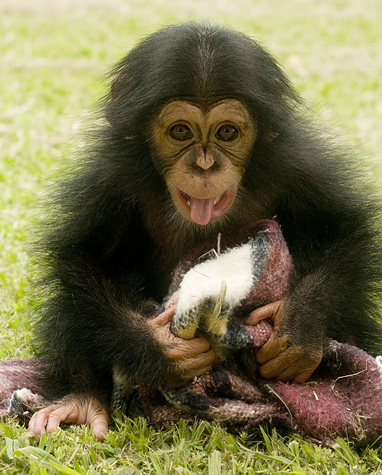 Chimpanzés batucam em árvores para se comunicar na selva - Ciência - Estado  de Minas