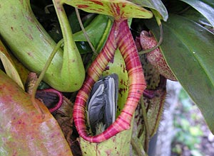 Cauda do pássaro capturado ficou para fora da planta