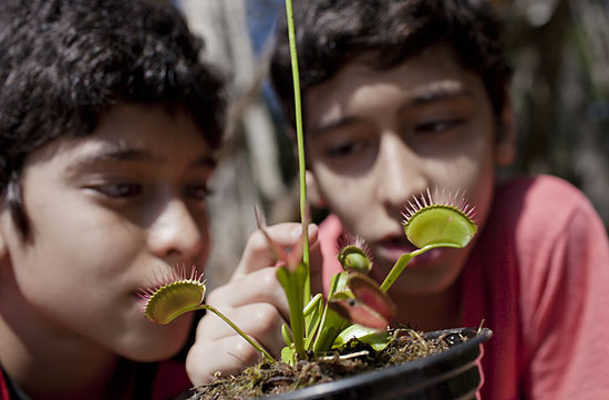 Os gêmeos Abelardo e Emanuel, 11, brincam com espécie de planta carnívora no parque do Ibirapuera
