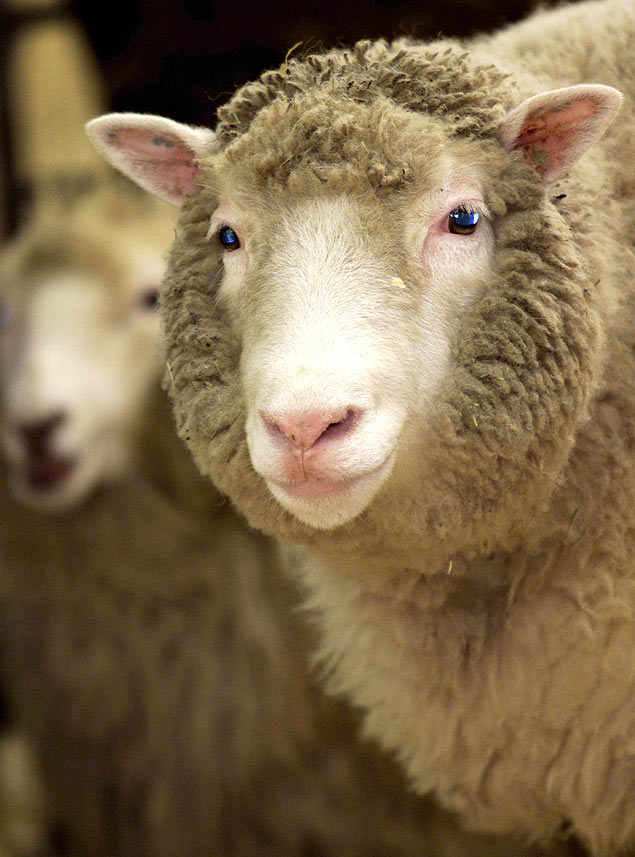 A ovelha Dolly foi o primeiro animal clonado.