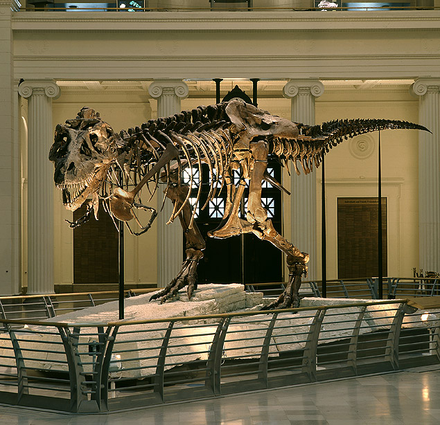 Crdito: Divulgaao / Sue, o maior T-rex do mundo. O maior fssil de Tiranossauro rex do mundo mede 12,8 metros de comprimento e 4 de altura, tem pernas enormes, braos curtssimos, 58 dentes que lembram punhais e chama-se Sue. Na verdade, no se sabe se o dinossauro era macho ou fmea. O nome  uma homenagem  caadora de fosseis que o encontrou (Sue Hendrickson) em 1990 no estado americano de Dakota do Sul. Sue fica exposta no salo principal do Field Museum, o museu de histria natural de Chicago. Mas a cabea que est em cima do corpo  uma rplica: a original est no andar superior em uma redoma de vidro. A explicao? Ela pesa 300 quilos. O esqueleto de um Tiranossauro rex  feito de mais de 250 ossos. Sue foi encontrada com quase todos eles -- falta apenas um p, um brao, algumas costelas e alguns ossos de sua coluna, que foram substitudos por prteses. ***DIREITOS RESERVADOS. NO PUBLICAR SEM AUTORIZAO DO DETENTOR DOS DIREITOS AUTORAIS E DE IMAGEM***